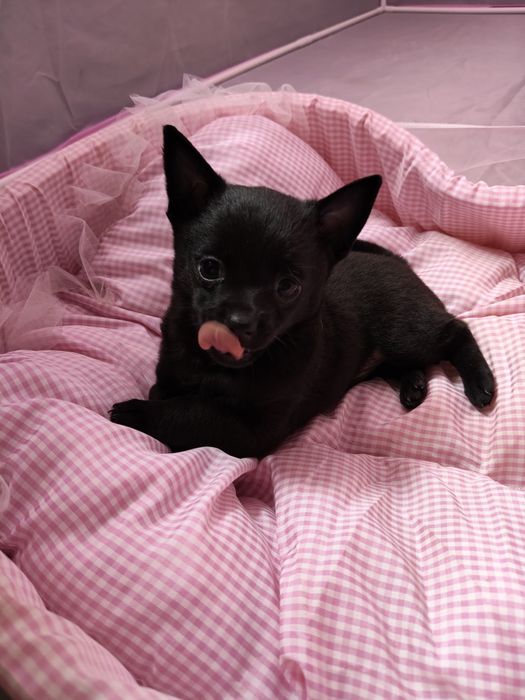 Чихуахуа дівчинка та два хлопчика