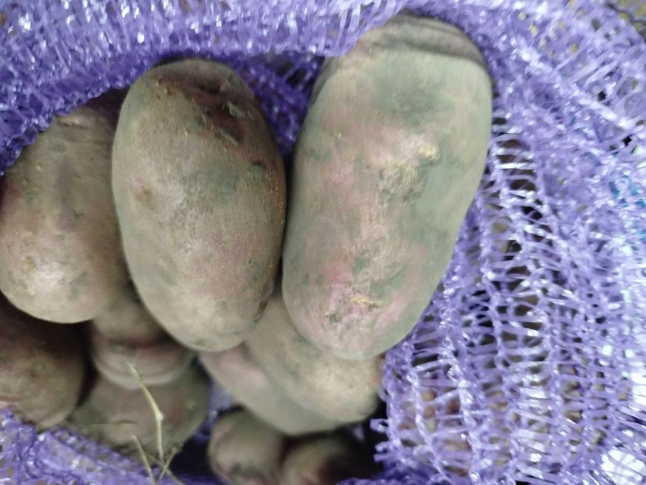 Продам картоплю велику сорт Слов'янка ціна  9грн ,морква -12грн