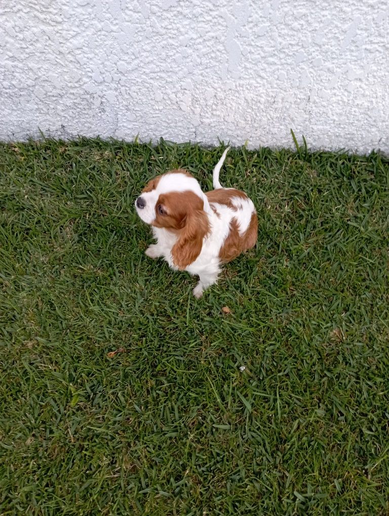 Cavalier King Charles