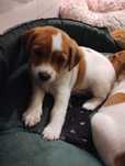 Jack Russell Terrier sprzedam
