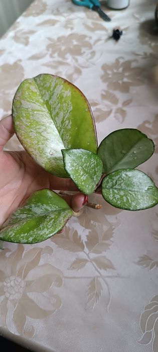 Hoya hoja Carnosa Freckles