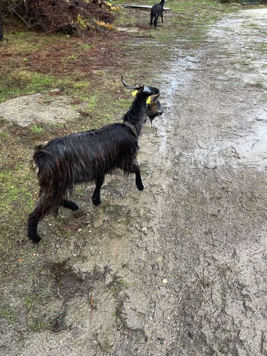 Cabras várias raças