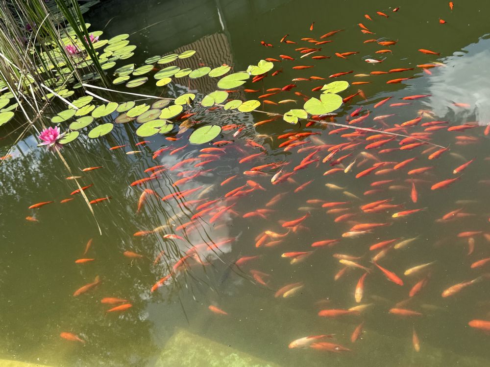 Золоті рибки для водойми або акваріума