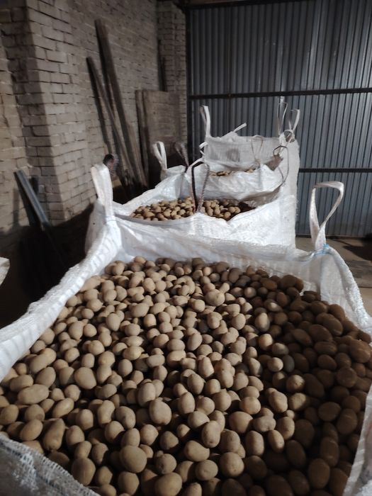 Ziemniaki wielkość sadzeniaka