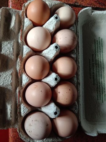 Инкубационное Яйцо Доминантов микс