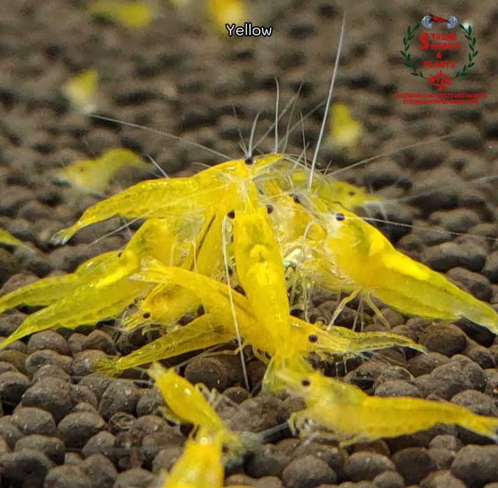 Krewetki Neocaridina Mix kolorów woda kranowa ZAMIANA GRATIS PROMOCJA