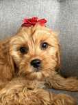 Cudowna suczka cavapoo gotowa do odbioru