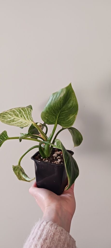 Filodendron 'Birkin roślinka kolekcjonerska