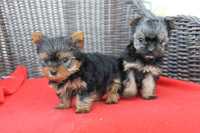 Yorkshire Terrier śliczna mini suczka - już do odbioru