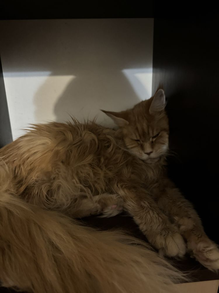Перетримка собак/котів