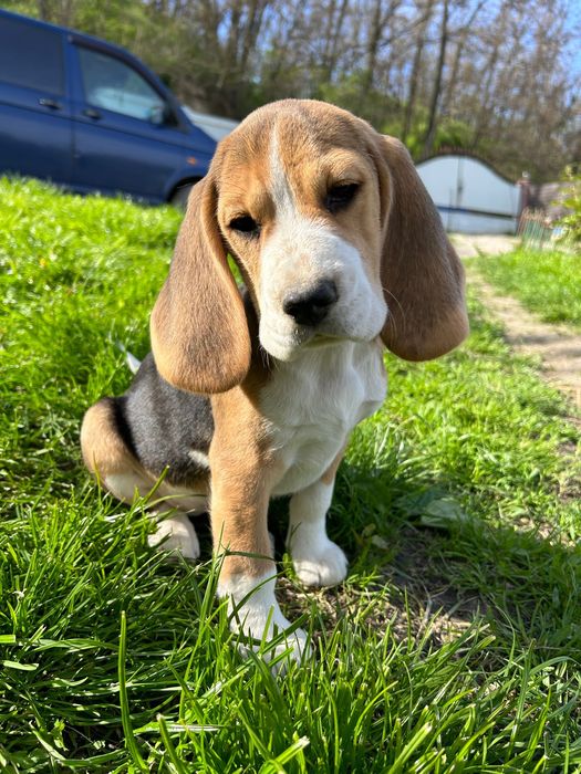 Вуханки - біглюші!