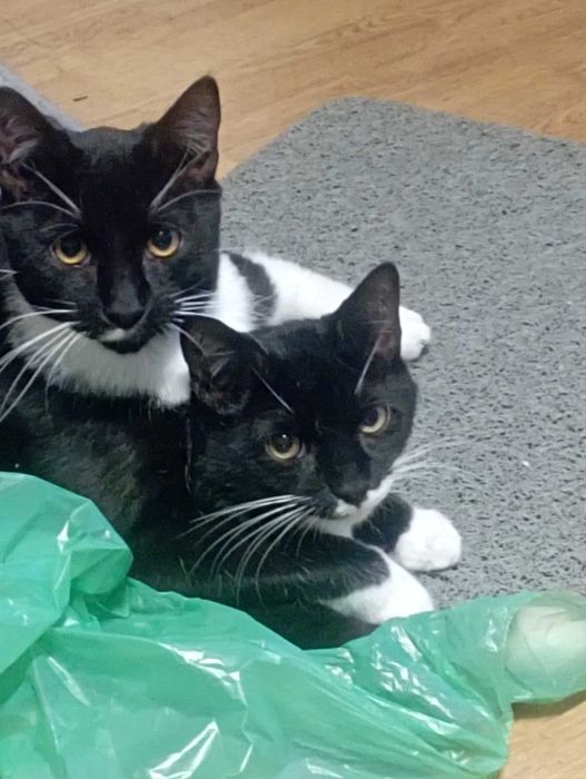 Kocurki,pingwinki szukają domku