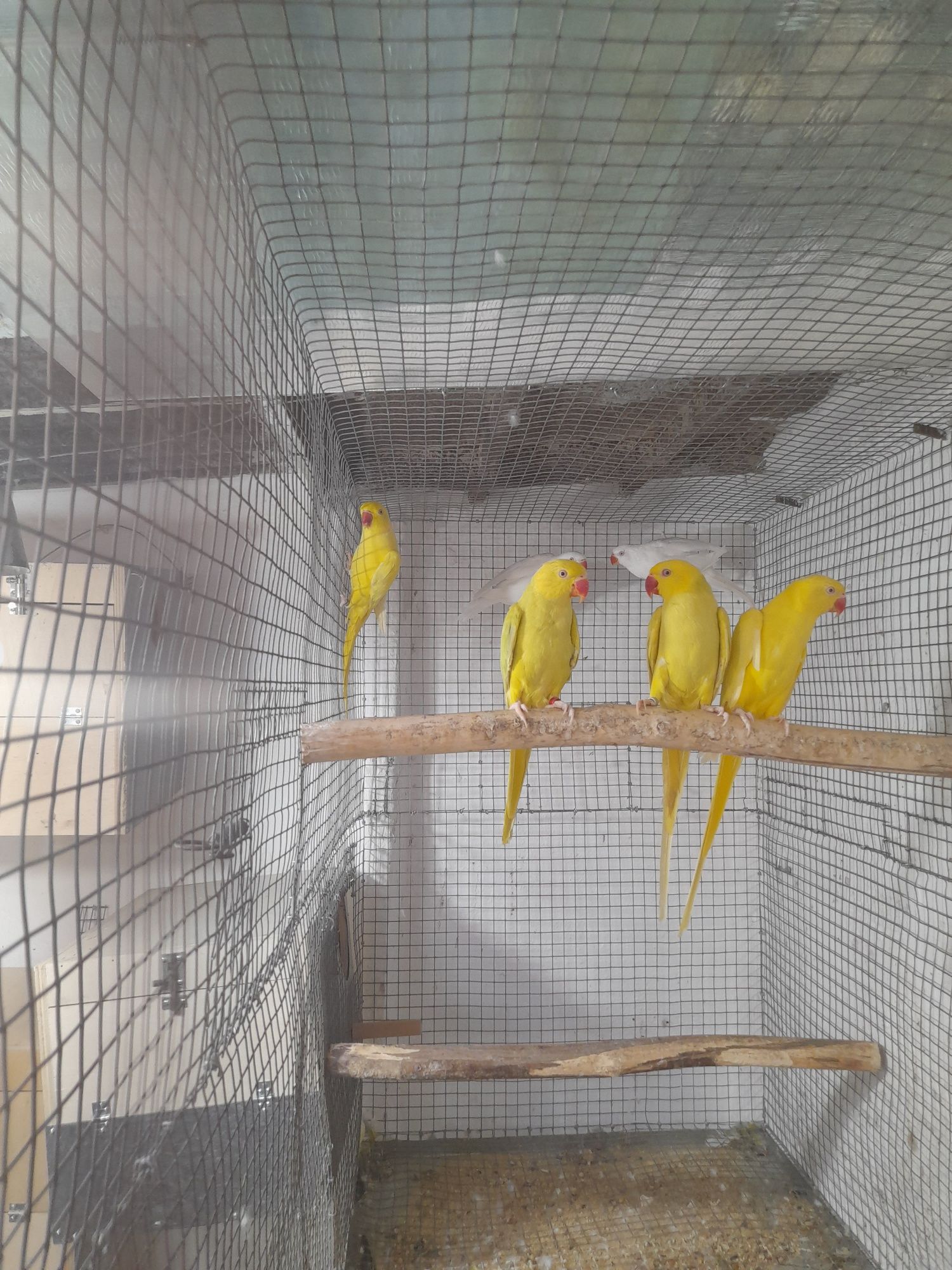 Ring Necks M / F