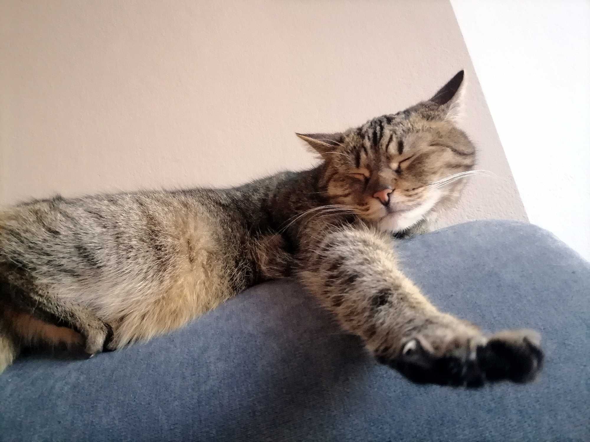 Opieka dla Twojego kotka u Ciebie w domu