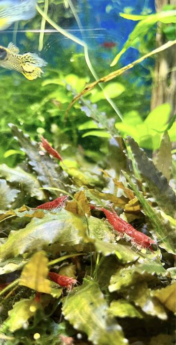 Креветки, рибки, мох печінковий, річія