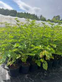 Sadzonki jeżyny bezkolcowej kategorii CAC (Rubus), blackberry
