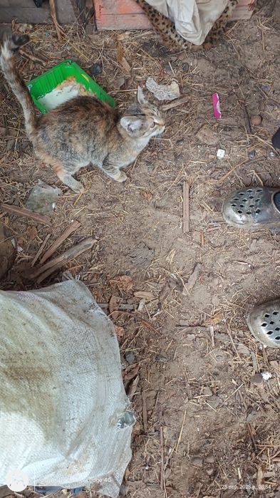 Котеня у добрі руки