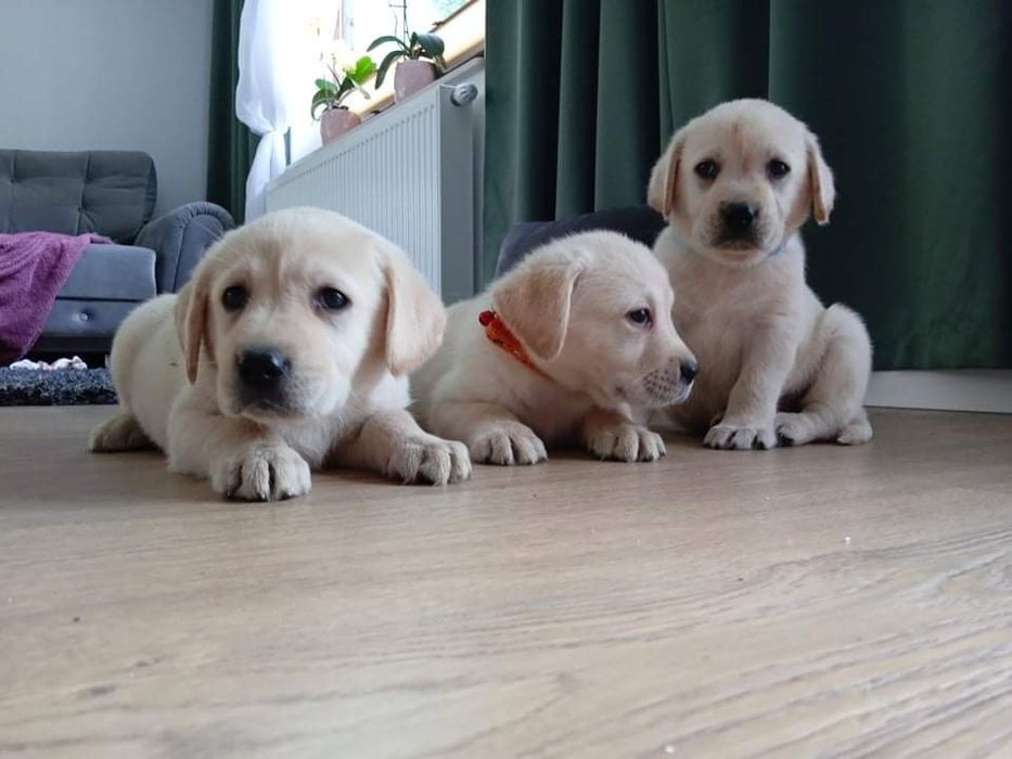 Labrador retriever