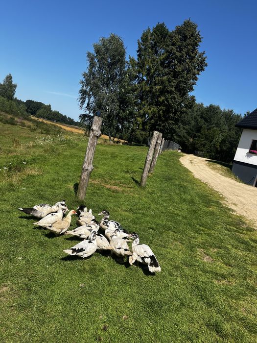 Sprzedam kaczki