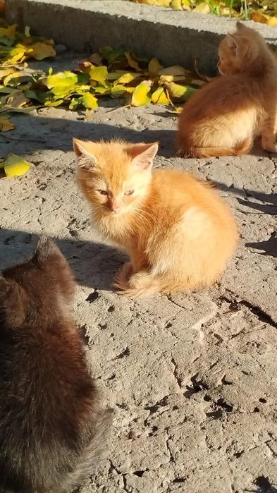 Віддам в хороші руки