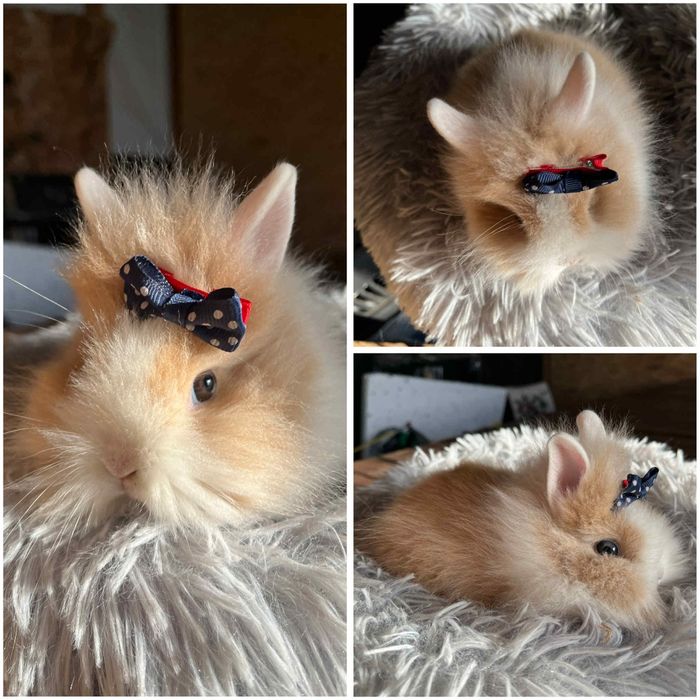 Karzełki Teddy Mini