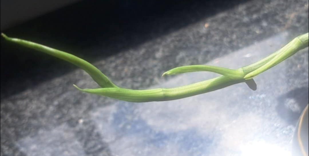 Monstera spiderman variegata