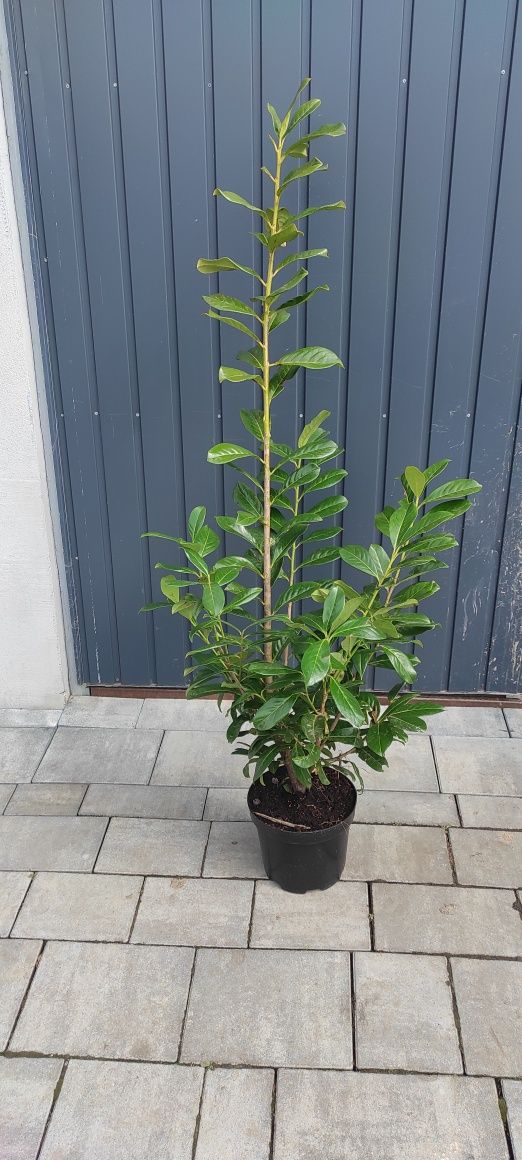Laurowiśnia Novita 140cm