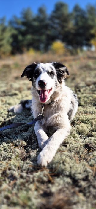 Border collie sunia blue merle, Paszport