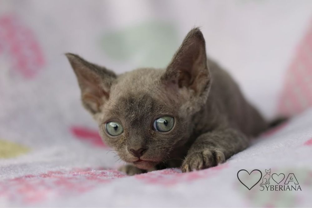 Niebieski kocurek devon rex