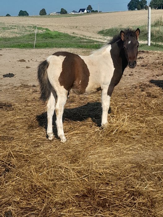 Sprzedam kucyka ogierka