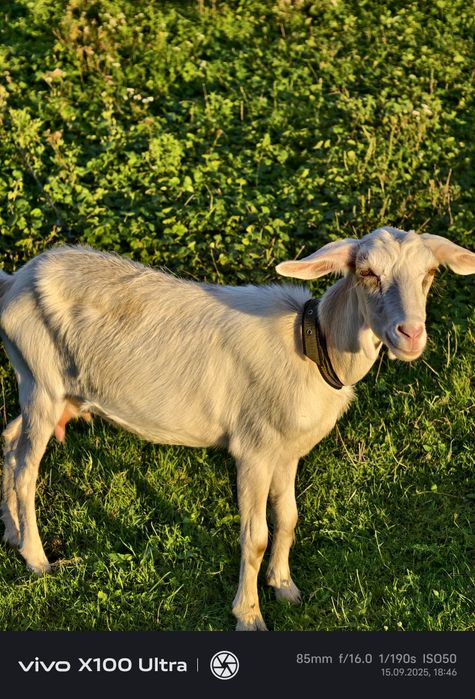 Продам козичок дорослих