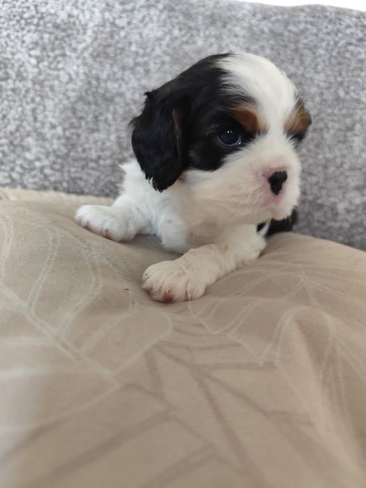 Cavalier King Charles Spaniel piesek samczyk tricolor