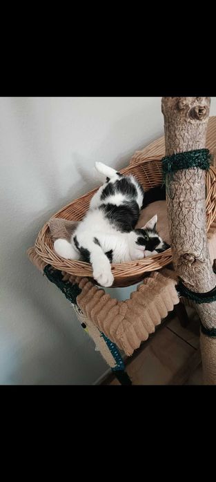 Oddam za darmo dwa kotki