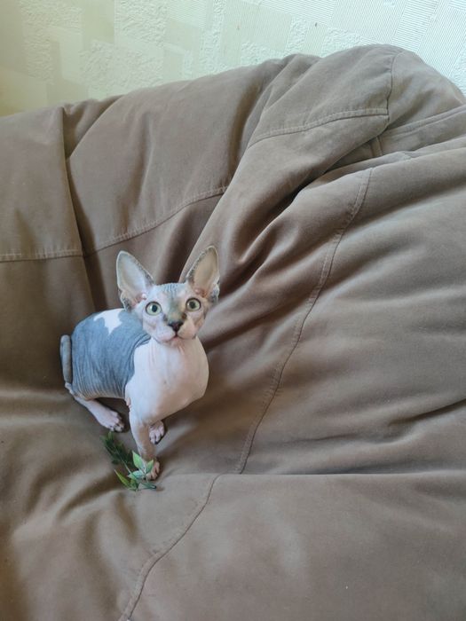 Гарнюня дівчинка сфінкс шукає родину