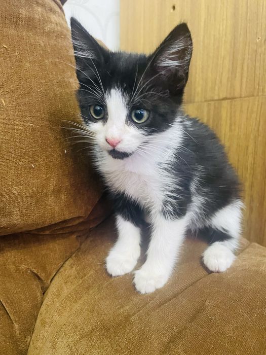 Кошеня шукає родину