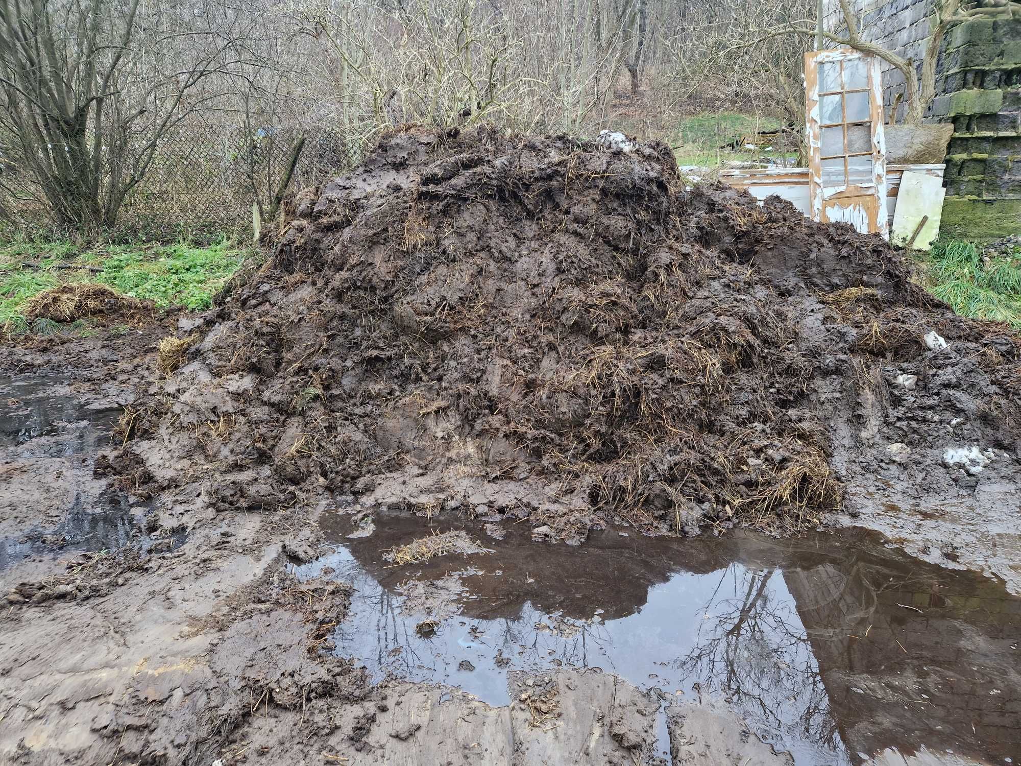 Obornik krowi, nawóz bydlęcy