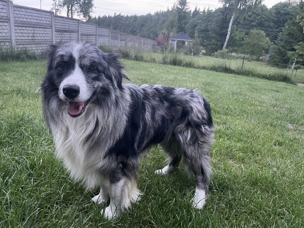 Border collie pies