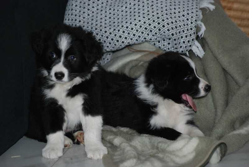 Piesek Border Collie czarno-biały chłopak