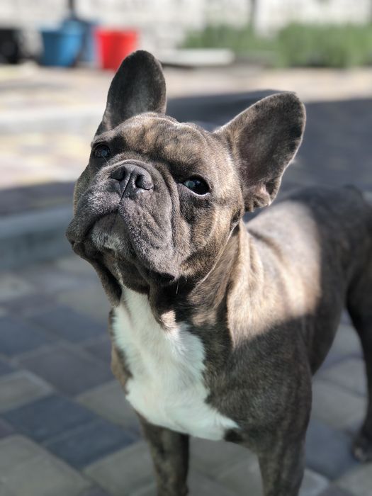 Французький бульдог  шукає наречену.