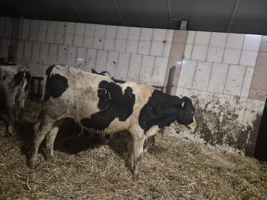 Rozpłodniki buchajki byki do rozrodu