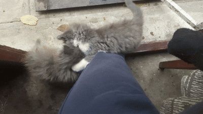 Кошенята рвуться до вас