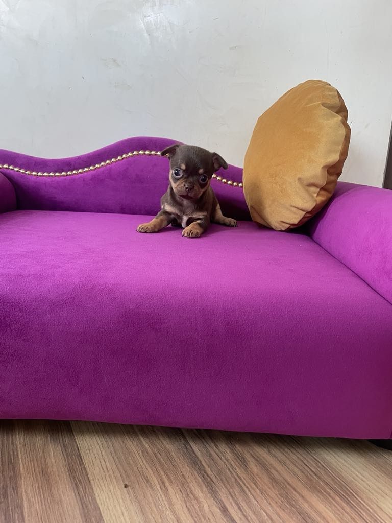 Chihuahua chłopczyk