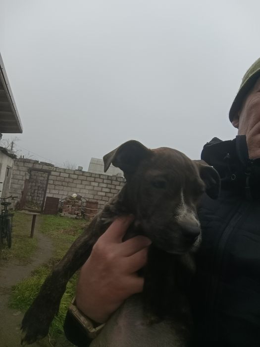 Стаф в добрые руки