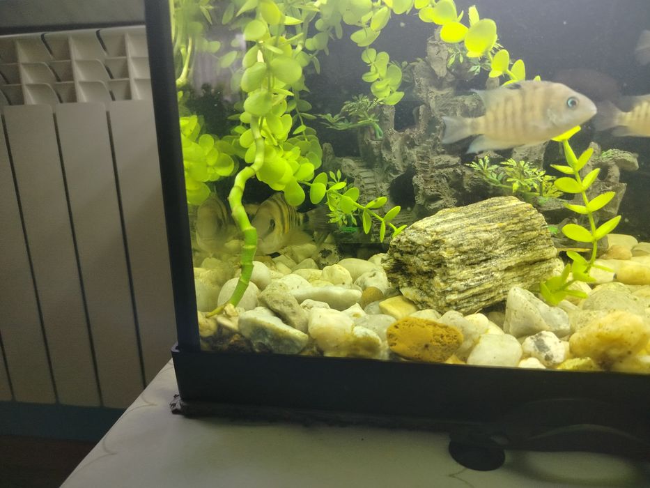 Sprzedam ryby zebry z młodymi