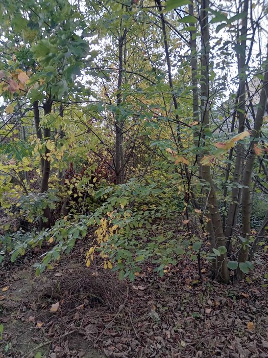 drzewo na biomasę pellet za darmo