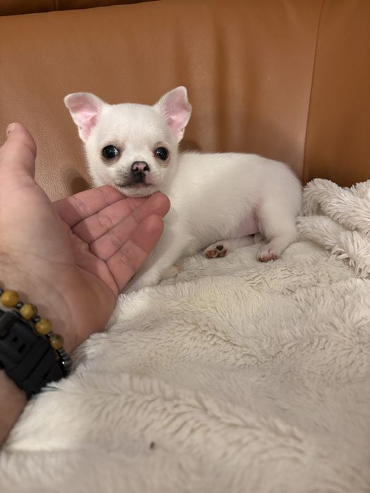 Chihuahua biała sunia rodowód