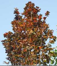 Buk czerwonolistny duże drzewo 6m  Osiny 49a Kępno