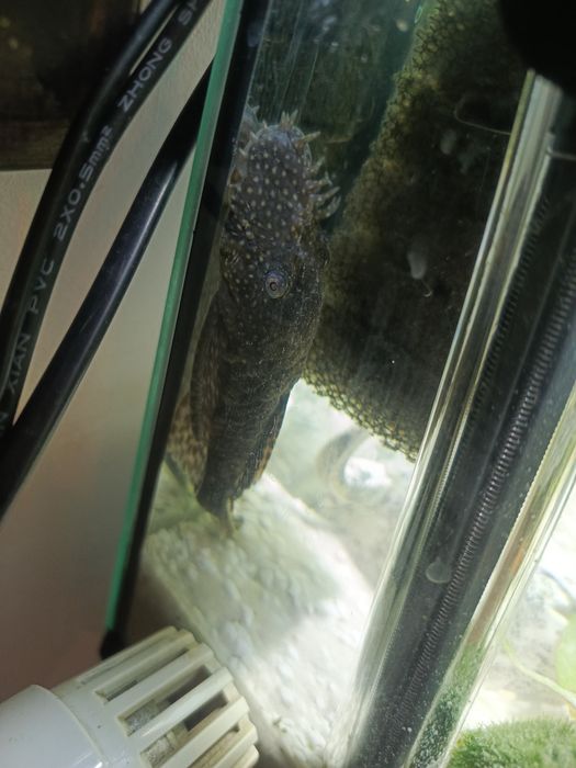 Zbrojniki niebieski, glonojad. Pożyteczna ryba akwariowa.