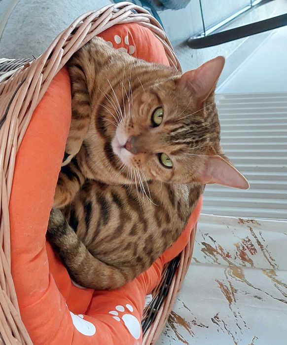 Kotka Bengalska pohodowlana z rodowodem FPL