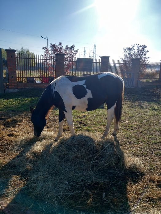 Sprzedam ogiera hucuła